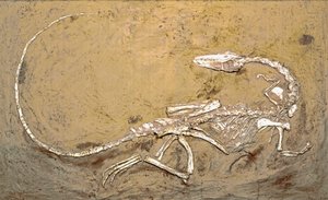 Prehistorie: fosilie dinosaura Coelophysis. Období svrchního triasu. Museo Civilo di Storia naturale, Milán od Prehistoric Prehistoric