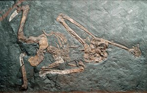 Prehistorie: fosilie velkého primáta Oreopitheque (Oreopithecus bambolii) z hory Bamboli (Grosseto). Miocénní éra. Občanské muzeum přírodní historie, Milán od Prehistoric Prehistoric