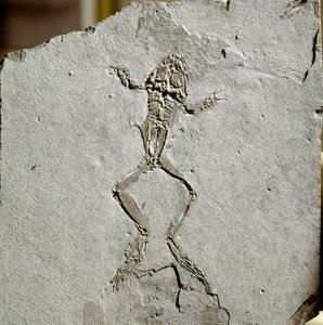 Prehistorie: žabí fosilie z lokality Pueyoi da Tervel ve Španělsku. Miocénní éra. Občanské muzeum přírodní historie, Milán od Prehistoric Prehistoric