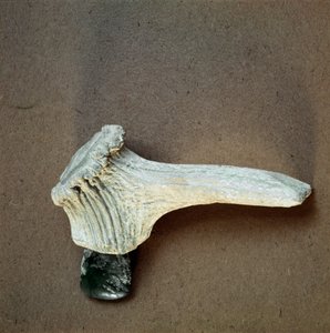Pravěk: sekerka ze zeleného kamene s rukojetí z jeleního rohu z jeskyně Pollera (Finale Ligure), Ligurie. Střední neolit, doba kamenná. Genes, museo di archeologia ligure od Prehistoric Prehistoric