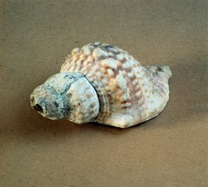 Prehistorie: proražená skořápka Triton nodifer, používaná jako píšťalka z Necropole of Arene Candide (Finale Liguria), Ligurie. Střední neolit, doba kamenná. Genes, museo di archeologia ligure od Prehistoric Prehistoric