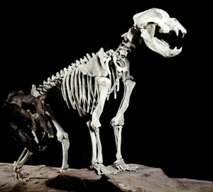 Pravěk: kostra jeskynního medvěda (Ursus spelaeus) od jeskyní banditů po Roaschia v Itálii. Období pleistocénu. Občanské muzeum přírodní historie, Milán od Prehistoric Prehistoric