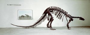 Pravěk: kostra dinosaura camptosaura (Camptosaurus Brown). Období vyšší jury. Museo Civilo di Storia naturale, Milán od Prehistoric Prehistoric