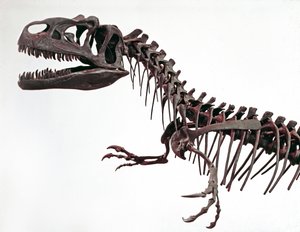 Pravěk: kostra dinosaura Allosaurus fragilis. Období svrchní jury. Občanské muzeum přírodní historie, Milán od Prehistoric Prehistoric