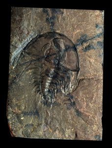 Pravěk: trilobit Olenellus fossil (členovec). Věk paleozoikum, období kambria. Najděte v Utahu, Spojené státy americké od Prehistoric Prehistoric