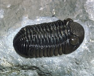 Pravěk: fosilie trilobita Phacops Rana (členovec). Věk paleozoikum, období devonu. Najděte v Ohiu, Spojené státy americké od Prehistoric Prehistoric