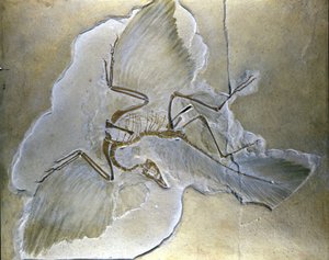 Primitivní ptáci se nazývali Archaeopteryx. Kompletní fosílie byly nalezeny v Bavorsku, ve svrchní juře břidlic. od Prehistoric Prehistoric