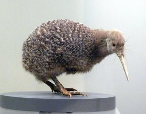 Ukázkový pták vycpaný kiwi (apterygides), neschopný létat. Auckland Museum, Nový Zéland od Prehistoric Prehistoric