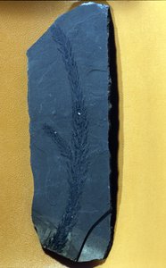 pravěk: Glyptolepsis keuperiana, fosilní jehličnan z období svrchního triasu, období mezozoika. od Prehistoric Prehistoric