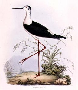 Black Winged Stilt, z 