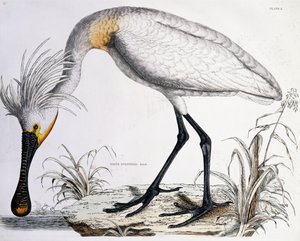 Bílá lžička, 1834
