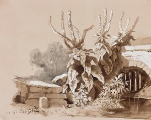 Studium rostlin u příkopu, s dodatky instruktora, 1856 (tužka, sépiové mytí a kvaš na papíře) od Prince Gaetano Maria Federico di Borbone