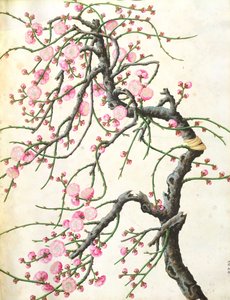 Broskvový květ (barva na papíře) od Qing Dynasty Chinese School