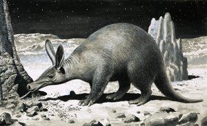 Aardvark od R.B. Davis
