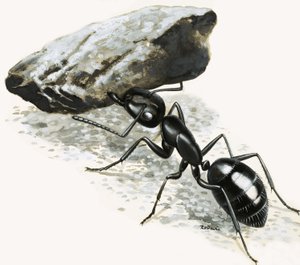 Malá monstra: The Mighty Ant