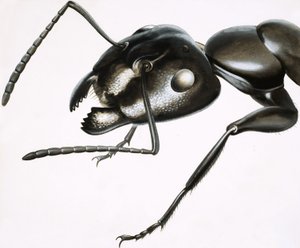 Malá monstra: The Mighty Ant od R.B. Davis