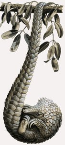Pangolin od R.B. Davis
