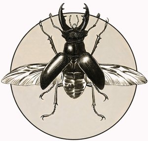 Jelení brouk od R.B. Davis