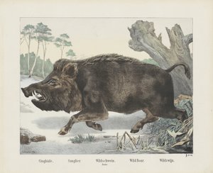 cinghiale. / Sanglier. / divočák. / palcát. / Divoké prase. / Divoké víno (název na objektu) od R. Schulz