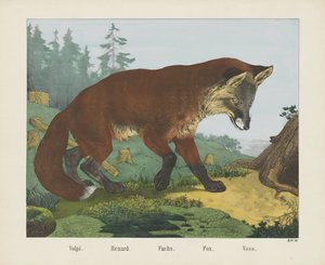 Volpi. / Renard. / Fuchs. / Liška. / Voss (název na objektu) od R. Schulz