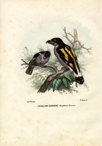 Broadbills, 1863-79 od Raimundo Petraroja