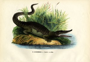 Kajman, 1863-79 od Raimundo Petraroja