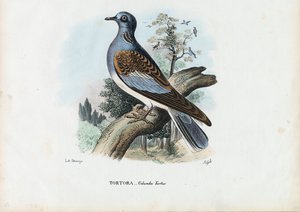 Želva evropská, 1863-79 od Raimundo Petraroja