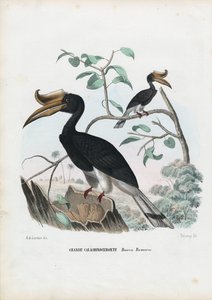 Zoborožec velký, 1863-79 od Raimundo Petraroja
