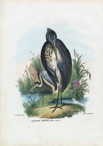 Volavka popelavá, 1863-79 od Raimundo Petraroja