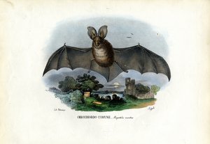 Šedý netopýr ušatý, 1863-79 od Raimundo Petraroja