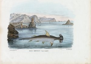 Hammerhead, 1863-79 od Raimundo Petraroja