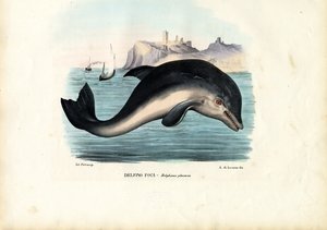 Harbour Porpoise, 1863-79 od Raimundo Petraroja