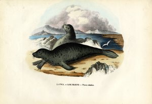 Harbour Seal, 1863-79 od Raimundo Petraroja