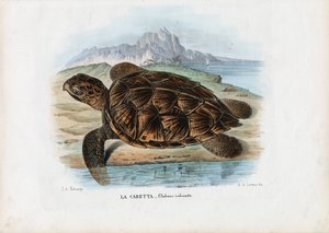 Mořská želva Hawksbill, 1863-79