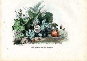 Helix Snails, 1863-79 od Raimundo Petraroja