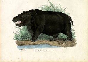 Hroch, 1863-79 od Raimundo Petraroja