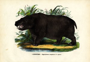 Hroch, 1863-79 od Raimundo Petraroja