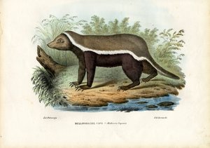 Honey Badger, 1863-79 od Raimundo Petraroja