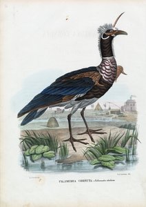 Horned Screamer, 1863-79 od Raimundo Petraroja