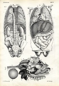 Střeva, 1863-79 od Raimundo Petraroja