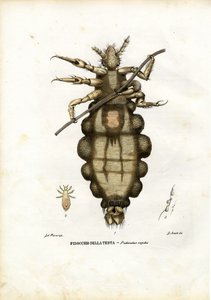 Veš, 1863-79