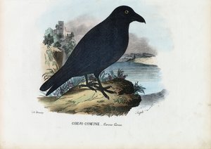 Havran, 1863-79 od Raimundo Petraroja