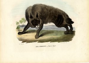 Hyena pruhovaná, 1863-79 od Raimundo Petraroja