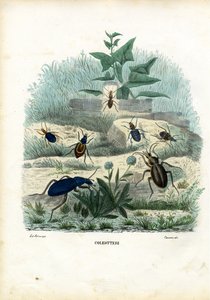 Tygr a střevlíci, 1863-79