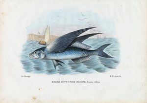 Tropická dvoukřídlá létající ryba, 1863-79 od Raimundo Petraroja