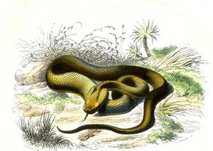 Hrot zmije (Cophias Lanceolatus) - Talíř z přírodní historie od Bernarda Germaina de Lacepede (1856-1925), vydání P.Furme, Paříž od Raimundo Petraroja