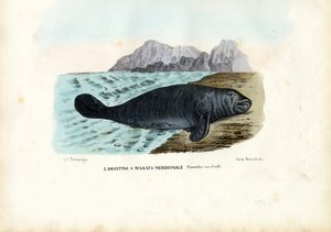 West Indian Manatee, 1863-1879 od Raimundo Petraroja