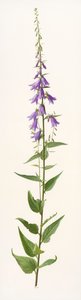 Adenophora species (olej na papíře) od Raymond Booth