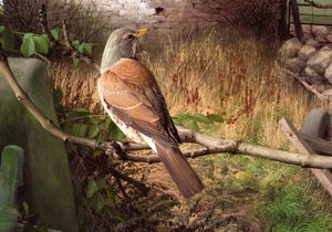 Fieldfares v Eccupu, West Yorkshire od Raymond Booth