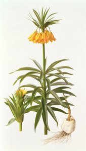 Fritillaria Eduardii od Raymond Booth